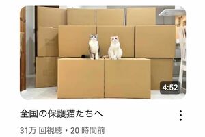 保護猫団体への物資支援を報告した『もちまる日記』（YouTubeより）