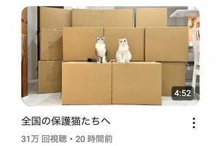 YouTube『もちまる日記』が保護猫団体へ物資支援を報告するも、過去の“虐待疑惑…