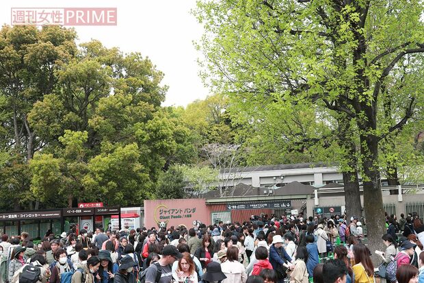 いまだにジャイアントパンダ観覧には長蛇の列が。中には全身パンダグッズに身を包んで“パンダ愛”を表現する人も