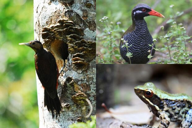 右上から時計回りにヤンバルクイナ、ホルストガエル、ノグチゲラ。やんばるの森が住処の希少動物だ