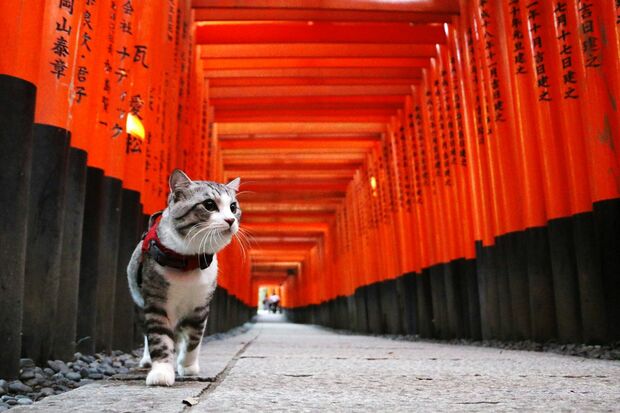 『旅猫ニャン吉写真集　どんニャときでも笑う門には福来る！』より　写真：飯法師昭誠