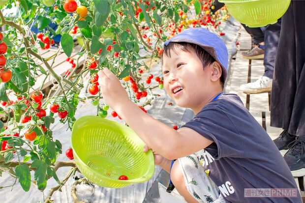 8月は完熟トマト、ミニトマト、とうもろこしなどが収穫時期。収穫スケジュールは事前にチェック