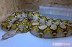 逃げたアミメニシキヘビ(飼い主の男性提供)