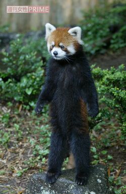 直立姿で一世風靡した千葉市動物園の風太くん（2005年）