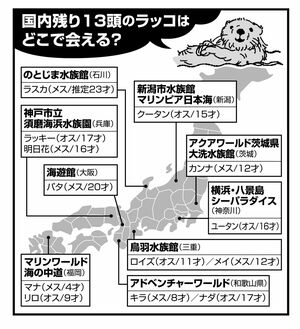 現在、全国各地の水族館で13頭のラッコが飼育されている