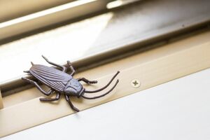 駆除したゴキブリは、すぐにビニール袋に入れてしっかり縛って捨てよう　※写真はイメージです