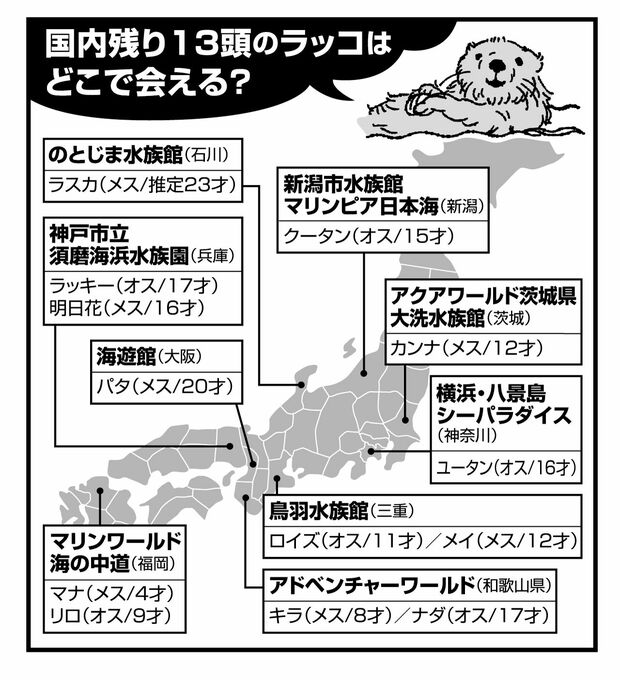 現在、全国各地の水族館で13頭のラッコが飼育されている
