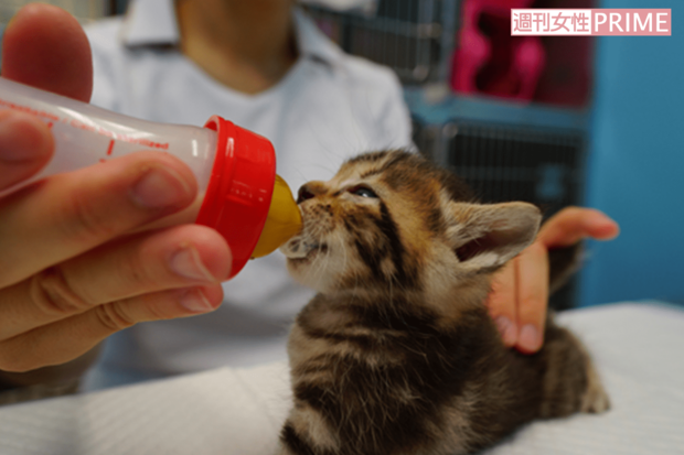 授乳中の子猫は生後2週間（名古屋市提供）