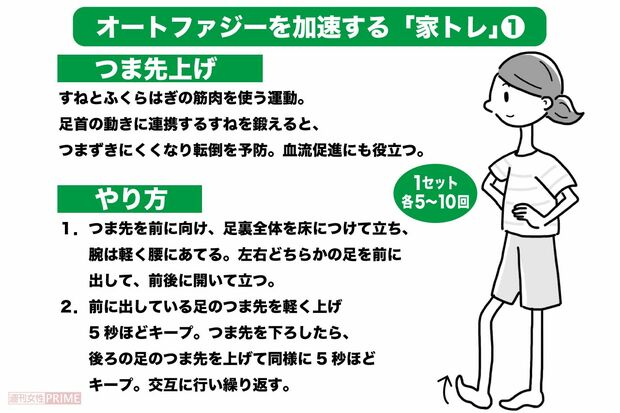 オートファジー活性化の家トレ〈1〉【つま先上げ】（イラスト／ますみかん）