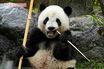 中国返還控えた上野動物園の双子パンダに来園者殺到でも《#パンダいらない》広がる不要論、一世風靡の“元祖パンダ”を推す声も