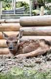 誕生翌日。うるうるの瞳がかわいい！岡崎市東公園動物園愛知県岡崎市欠町大山田1