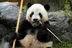上野動物園で飼育されているパンダ(2023年)