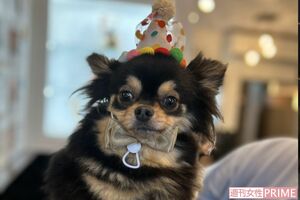 荒川区の盗難事件後に新しい家族に引き取られた、まろちゃん