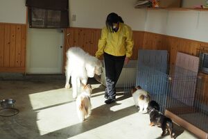 介護が必要な犬を見回る松下さん