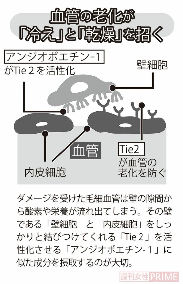 血管の老化が「冷え」と「乾燥」を招く