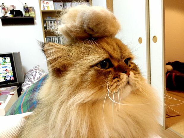 こちらがふーちゃん。頭にのっているのは毛糸ではなく抜け毛！　(c)牧野直樹　(c)ねこ休み展,まるごとふーちゃん展