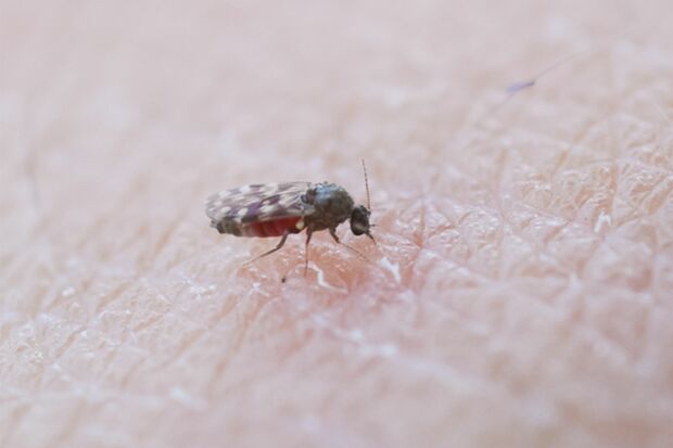 イソヌカカ。磯ブヨと呼ばれることも