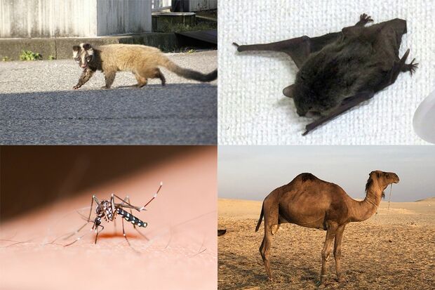 人に感染するウイルスを保有していた生き物（左上から時計回りで）ハクビシン、コウモリ、ラクダ、蚊