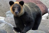 北海道積丹町の町議会議員がクマ駆除に駆けつけたハンターにパワハラ発言か、猟友…