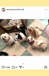 2024年10月愛犬たちと（公式インスタグラムより）