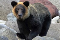 東京・町田の宿泊施設にも!「過去最悪」クマ出没数増加の背景に“緩衝帯”が消えた環境の変化と「人間は何…