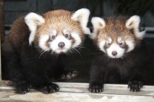 寝室から顔を出す兄妹。ちょこちょこした動きとモフモフした毛並みがキュート!