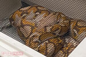 無事捕獲されたアミメニシキヘビ。おとなしく動かなかった