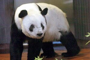 リンリン♂　写真／共同通信社