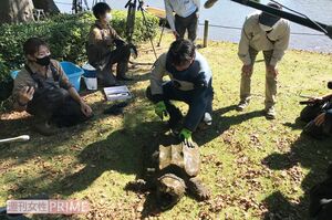 ついに捕獲されたワニガメ。思わず報道陣から「デカい」の声も=18日、茨城県つくば市の洞峰公園で