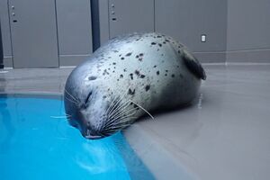 水面に顔がついちゃいそうなゴマフアザラシ(加茂水族館公式Twitterより)