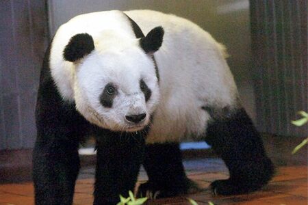 リンリン♂　写真／共同通信社