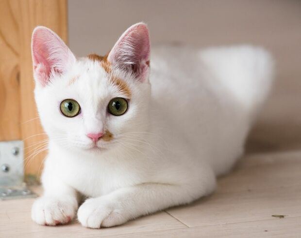 取材で猫シェルターを訪れ、下半身マヒのある猫を引き取る