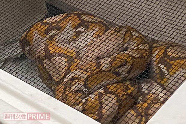 無事捕獲されたアミメニシキヘビ。おとなしく動かなかった