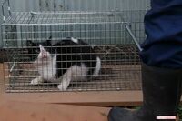 空気銃で猫100匹殺傷!「征服した気分になっていた」虐待犯の呆れた言い訳