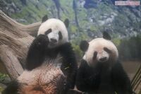《2歳のお誕生日》上野動物園パンダのシャオシャオ&レイレイが2歳に!3月から母・シンシンと離れ離れでも2…