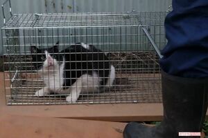 元税理士が投稿していた猫の虐待動画。現在でもこの動画や関連の写真は拡散されている