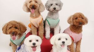 トイプードルは飼いやすい