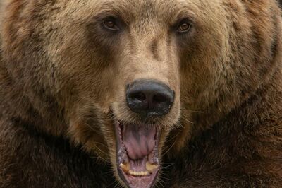 【徹底取材】クマと遭遇したときの安全対策とタブーな行動「まだ襲われていない場合、とにかく動かないべき…
