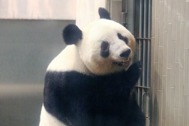 香香　シャンシャン（撮影／二木繁美）