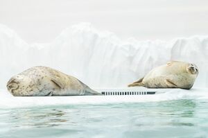 大阪の水族館・海遊館のワモンアザラシが“丸すぎるアザラシ”とSNSで話題に!