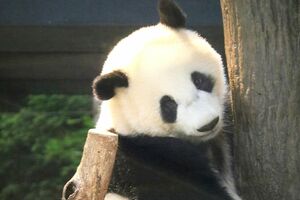 暁暁　シャオシャオ（撮影／二木繁美）