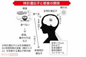 時計遺伝子と朝食の関係 ※時計遺伝子とは生体機能の24時間周期の変動(概日リズム)を制御する遺伝子群の総称