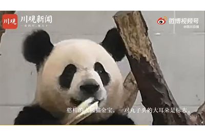 本場 中国で人気のパンダは ふてぶてしい態度 が大ウケの フワちゃん 系 週刊女性prime