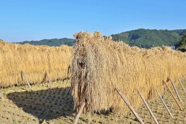 写真はイメージです