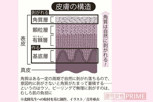 皮膚の構造　イラスト／青井亜衣
