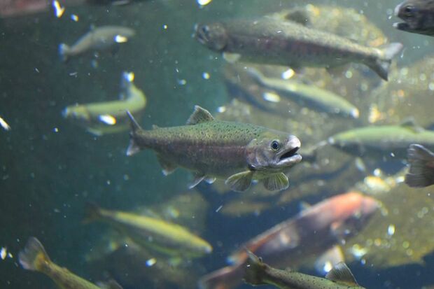 クラゲ以外にも多くの魚が（加茂水族館公式Twitterより）