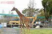 現在の動植物園。キリンの後ろに重機が……