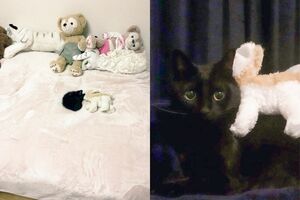 「ぬいぐるみとこねの目が開いていなければ、ただの闇を撮るところだった」（右）、ころねこさんの子ねこ時代（左）