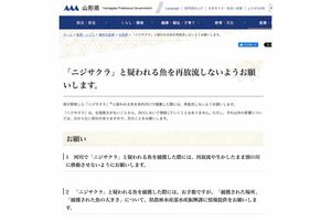 山形のご当地サーモン『ニジサクラ』放流に関する注意喚起（県公式サイトより）