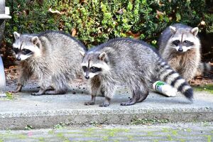 日本国内では、アライグマは食用肉としての認知度は高くない(写真はイメージです)